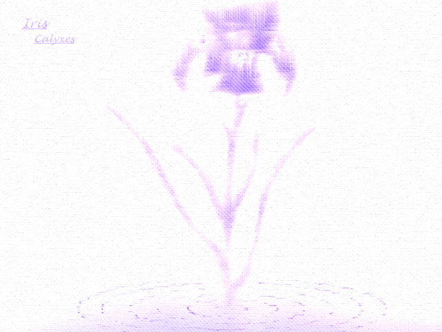 ₵A